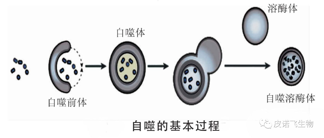 透射電鏡之自噬