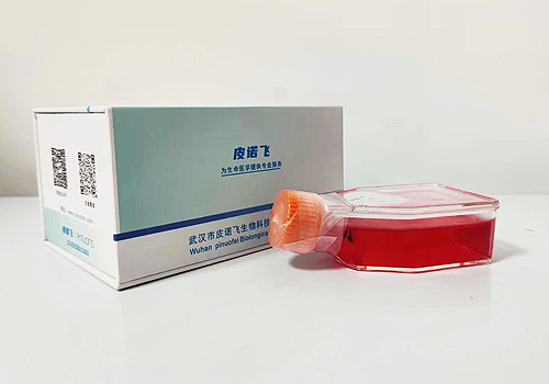 TCMK-1小鼠腎小管上皮細(xì)胞