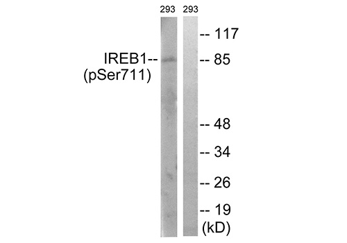 Phospho-Aconitase 1 (Ser711) Antibody