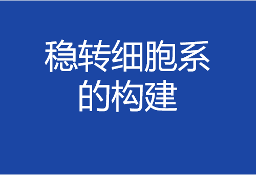 穩(wěn)轉(zhuǎn)細(xì)胞系的構(gòu)建