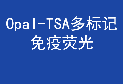 分子病理檢測Opal-TSA多標(biāo)記免疫熒光