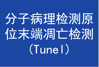 分子病理檢測原位末端凋亡檢測 (Tunel)