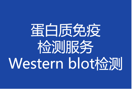 蛋白質(zhì)免疫檢測(cè)技術(shù)服務(wù)Western blot檢測(cè)