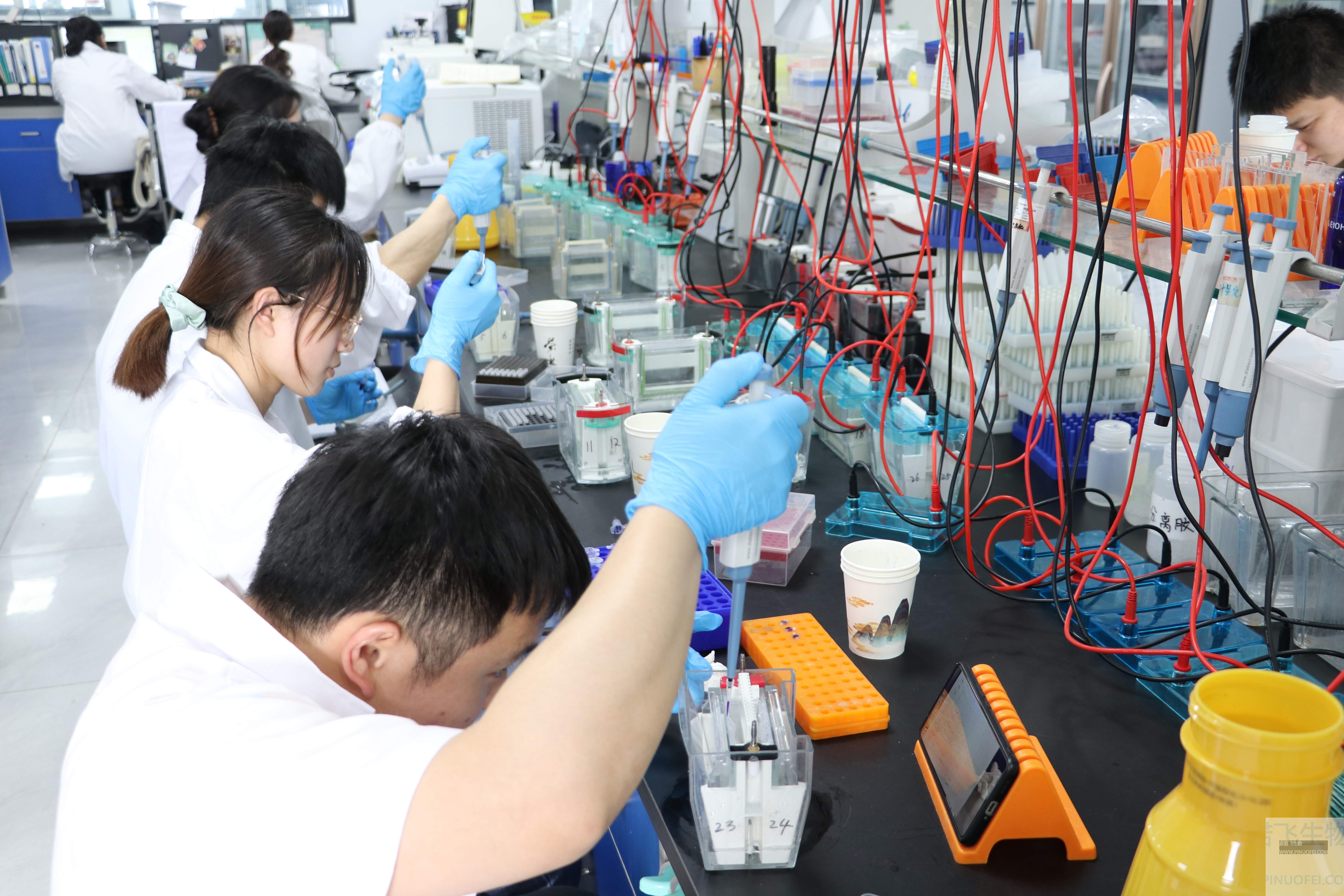 皮諾飛生物實(shí)驗(yàn)室蛋白免疫印跡（Western blot，WB）的基礎(chǔ)操作和實(shí)驗(yàn)步驟