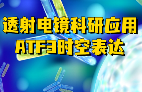 廣州醫(yī)科大學(xué)驚現(xiàn)ATF3科研文獻(xiàn)，皮諾飛生物透射電鏡神助攻