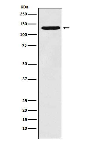 Pyruvic carboxylase antibody