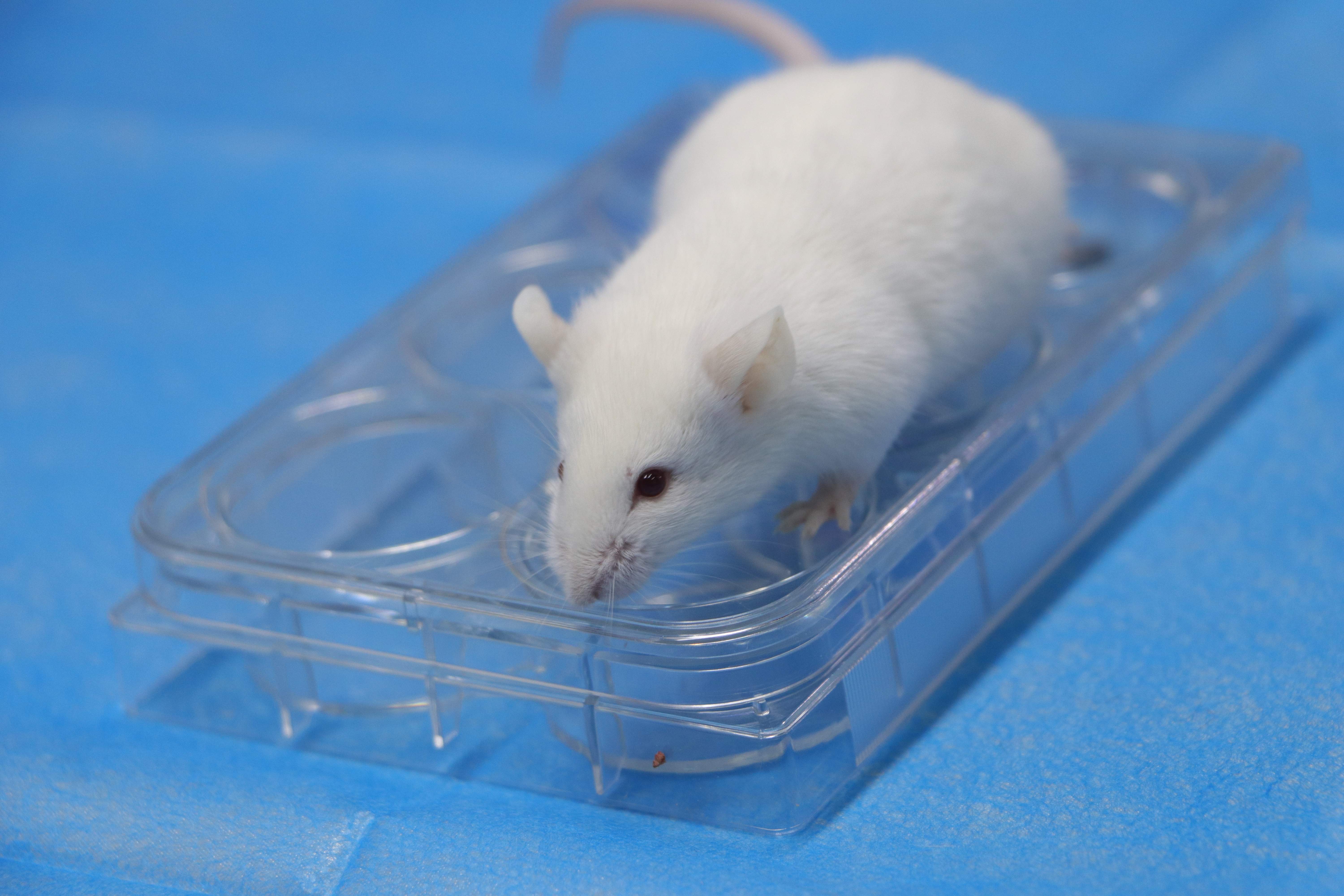 皮諾飛生物大鼠腦梗模型