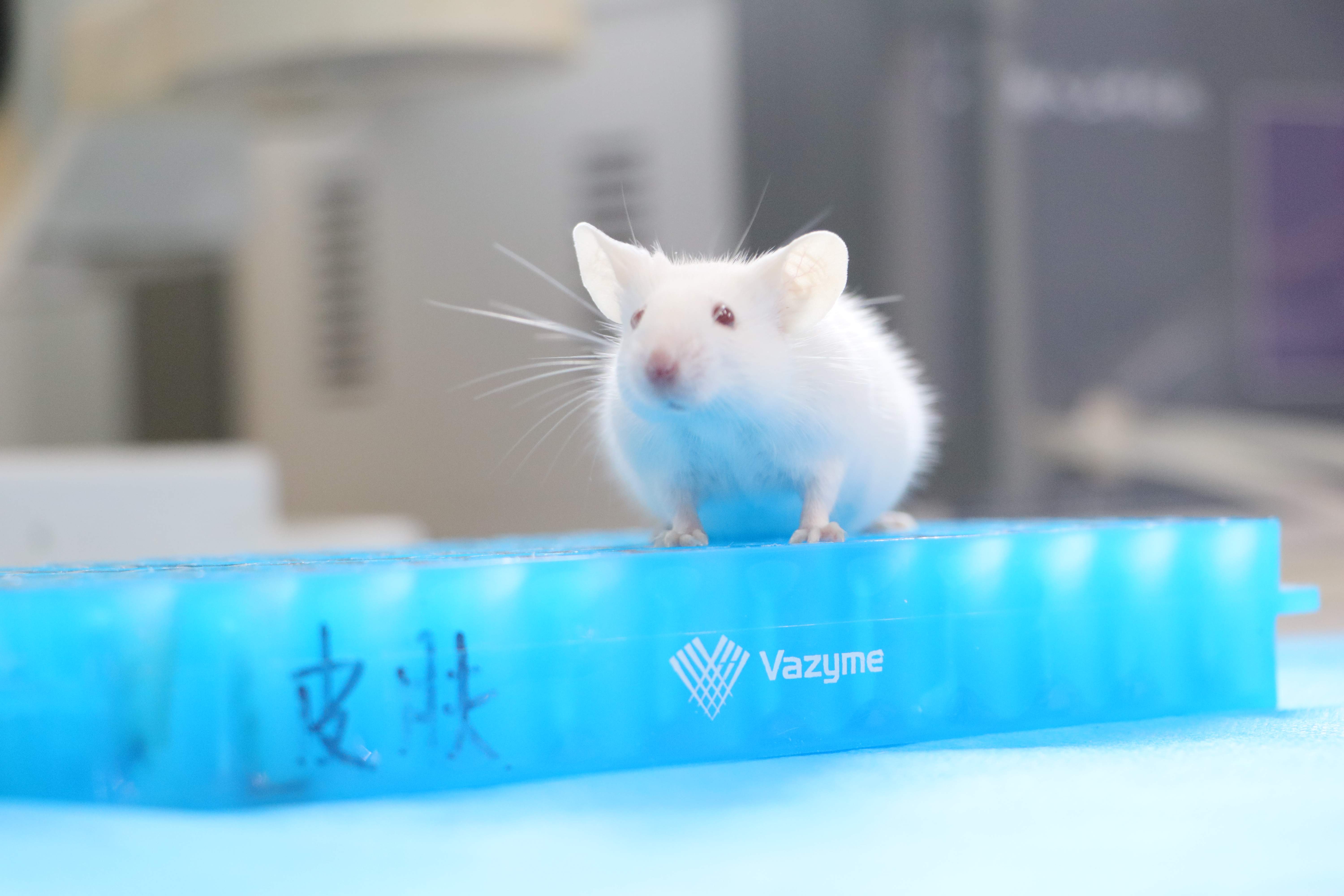 建立腫瘤動物模型的關鍵步驟和方法