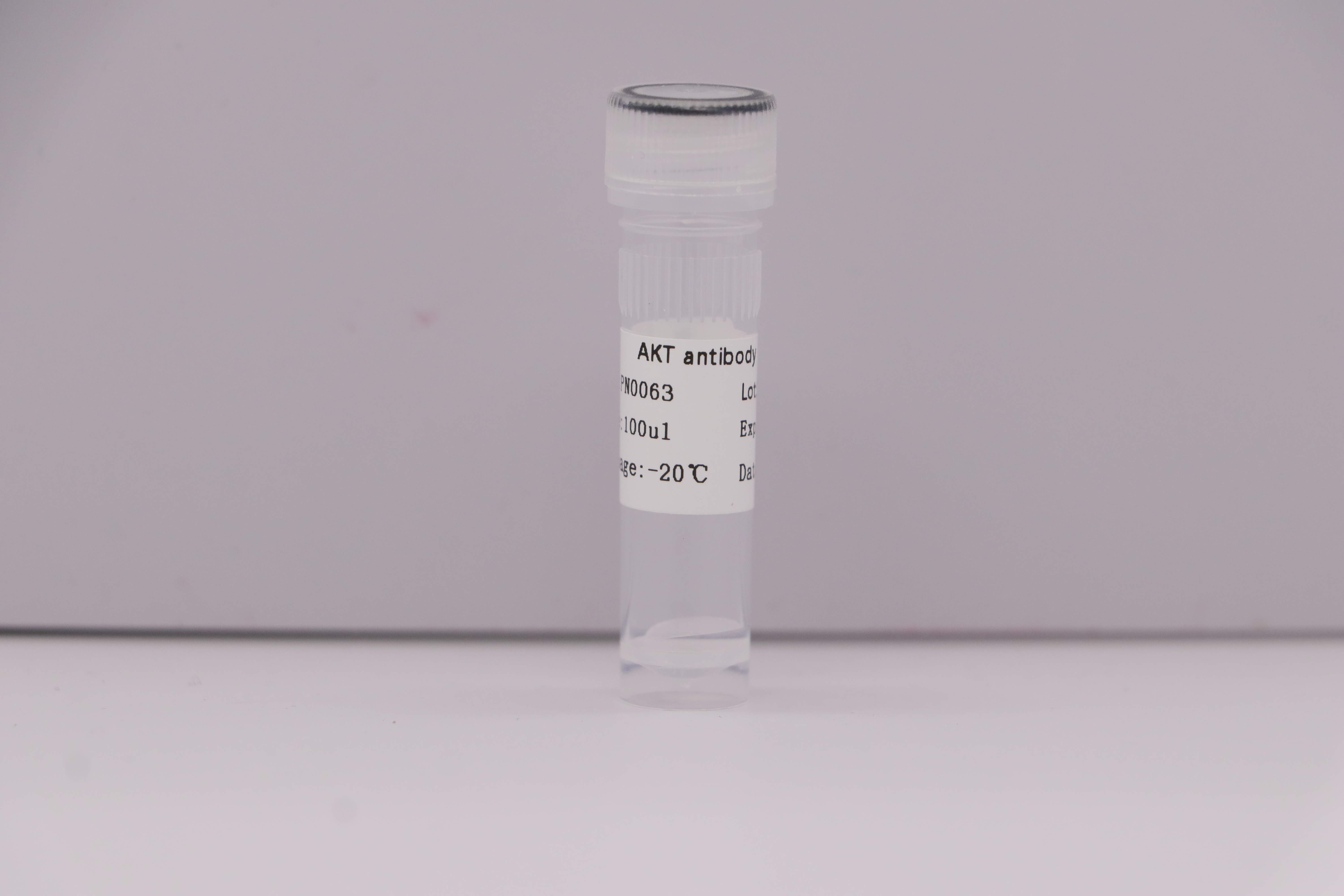 Akt Antibody