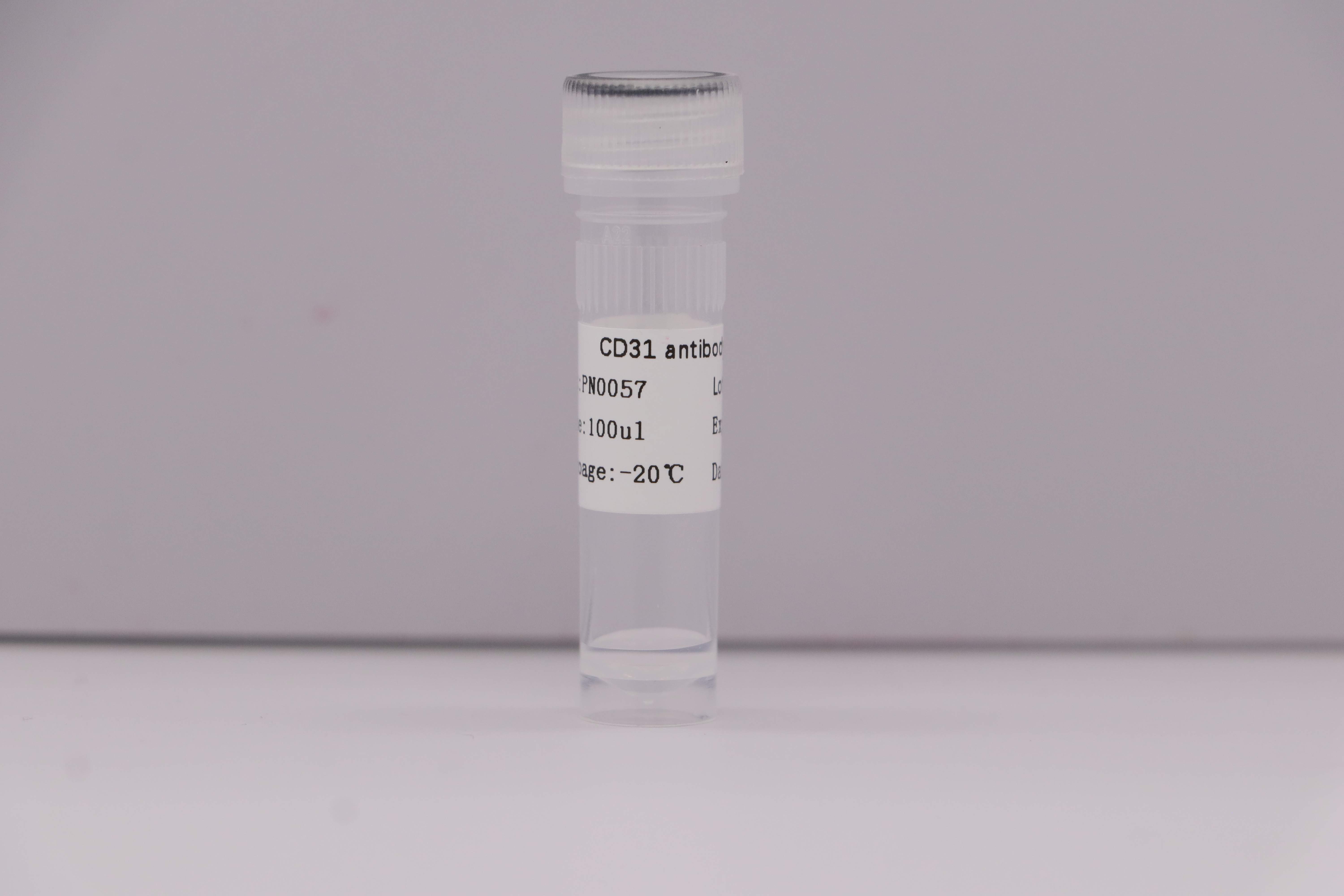 Anti- CD31 Rabbit pAb