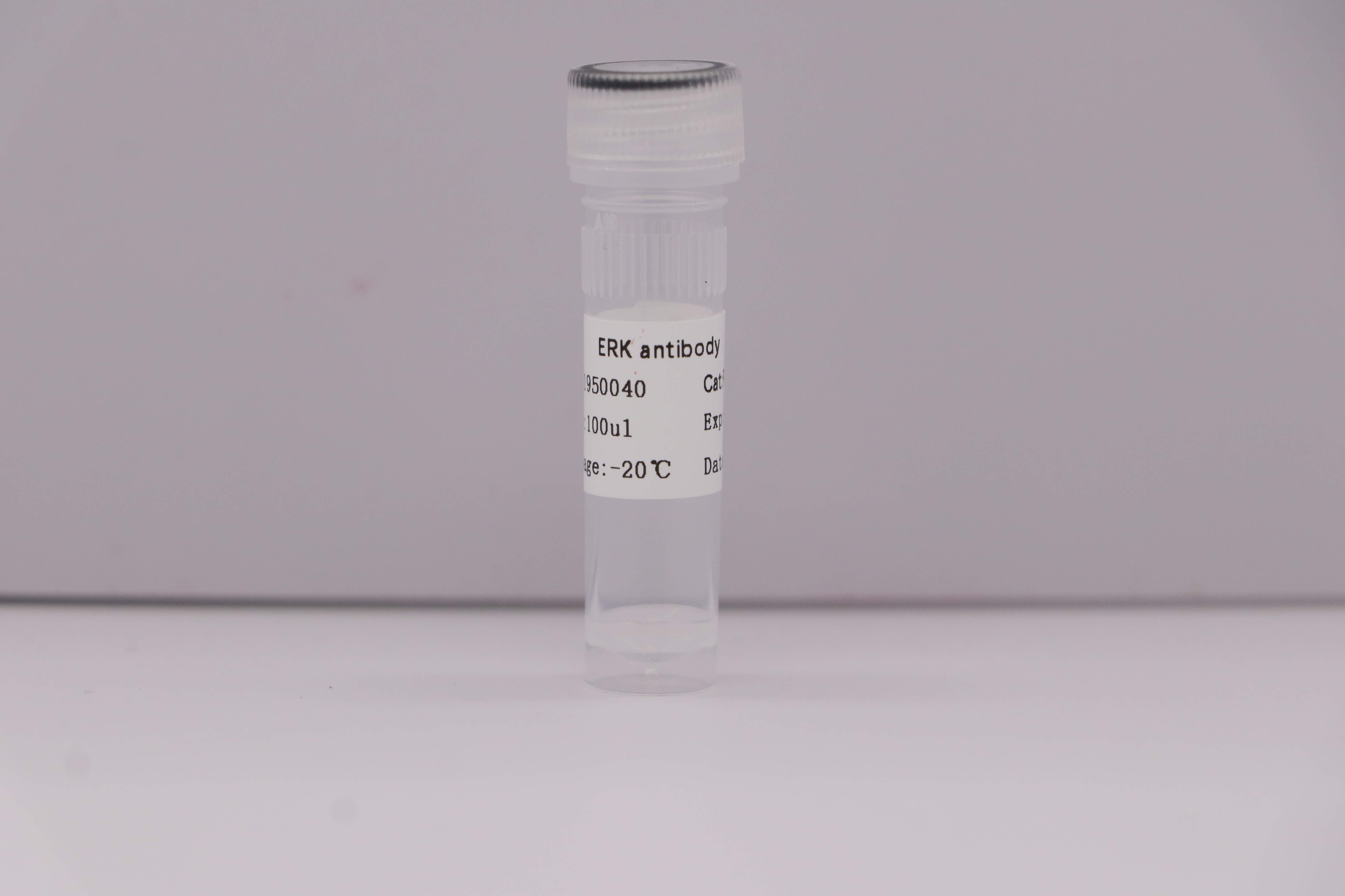 ERK1 Antibody