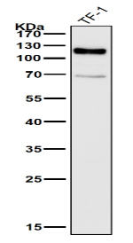 CD34 Ab