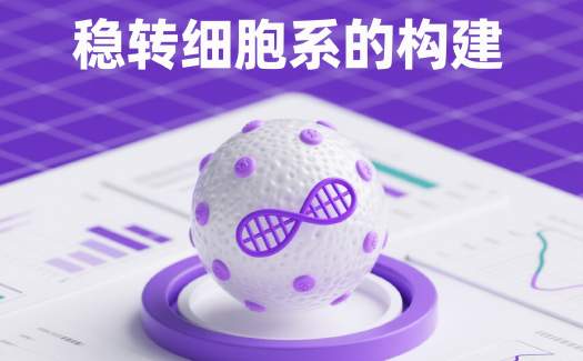 穩(wěn)轉細胞系的構建