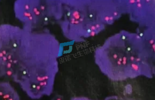 皮諾飛生物│病理實驗外包服務(wù)：熒光原位雜交技術(shù)實驗操作全面解析