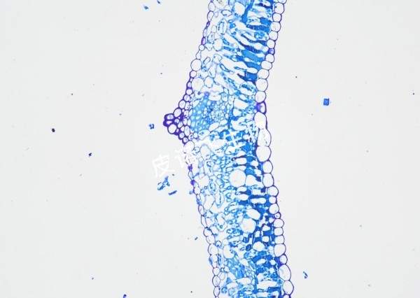 甲苯胺藍(lán) 葉