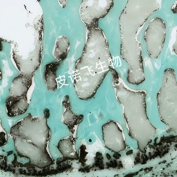 ALP+快綠 椎骨