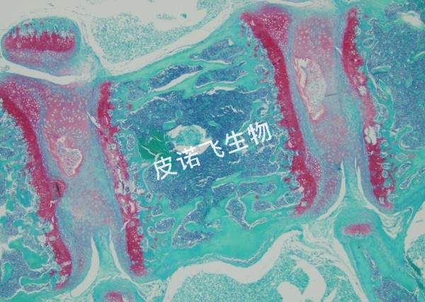 番紅固綠 椎骨