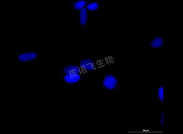 細胞 EDU綠 600-1_RGB_DAPI