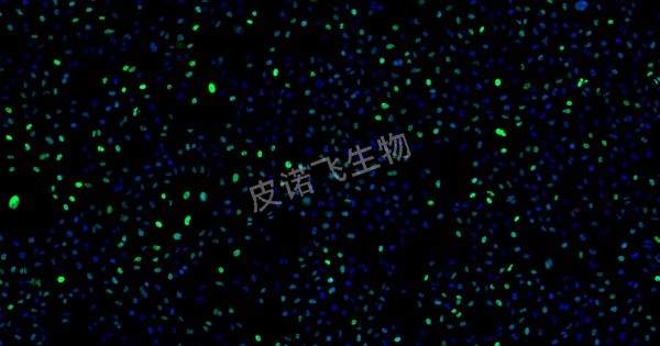 腫瘤 tunel 綠