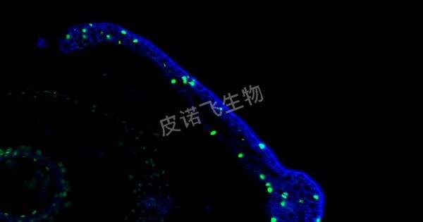植物皮 tunel綠