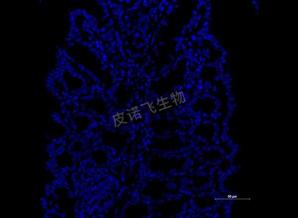 腸 muc2綠 400-1_RGB_DAPI