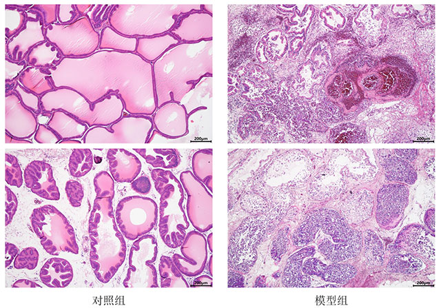 巴豆油聯(lián)合甲醛誘導(dǎo)前列腺炎模型