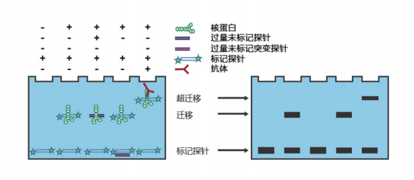 蛋白質(zhì)免疫檢測(cè)技術(shù)服務(wù)EMSA