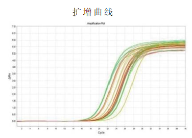 實(shí)時(shí)熒光定量 PCR 檢測(cè)