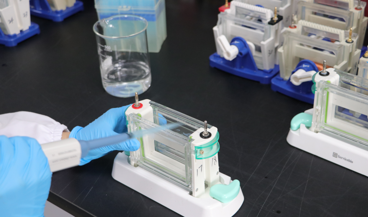 免疫印跡（Western blot）實踐方法技巧