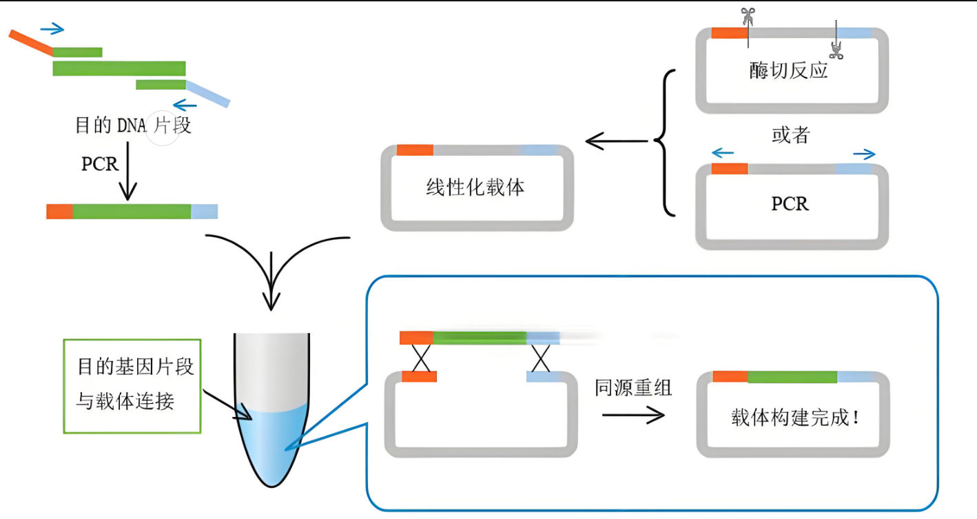 公司做質(zhì)粒構(gòu)建一般多少錢一個(gè)？