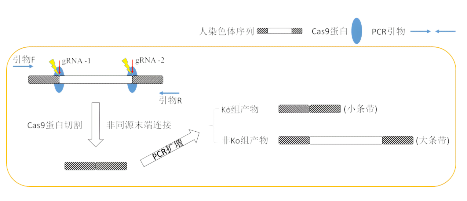 基因敲除質(zhì)粒構(gòu)建方法全面解析