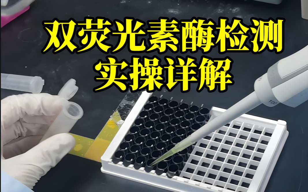 Luc雙熒光素酶實(shí)驗(yàn)樣品中的酶活檢測(cè)：研磨技術(shù)的革新應(yīng)用