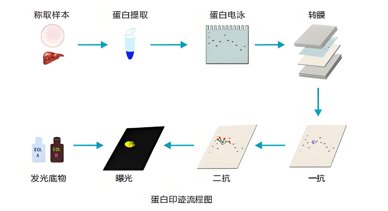 WB轉(zhuǎn)膜：生物實驗中的關(guān)鍵技術(shù)，助力精準科研