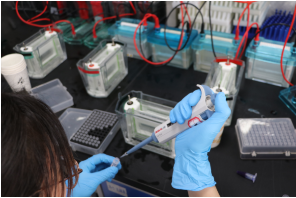 western blot(WB)轉(zhuǎn)膜：生物實驗中的關(guān)鍵技術(shù)，助力精準科研