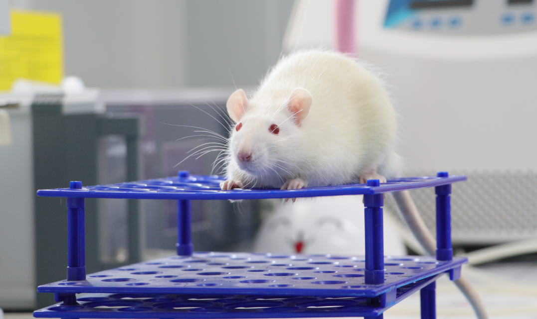 動物模型實驗：多少只動物才夠科學(xué)嚴(yán)謹(jǐn)？