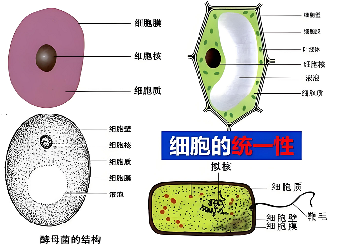 細胞培養(yǎng)的方法有哪些？