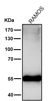 P53 Antibody