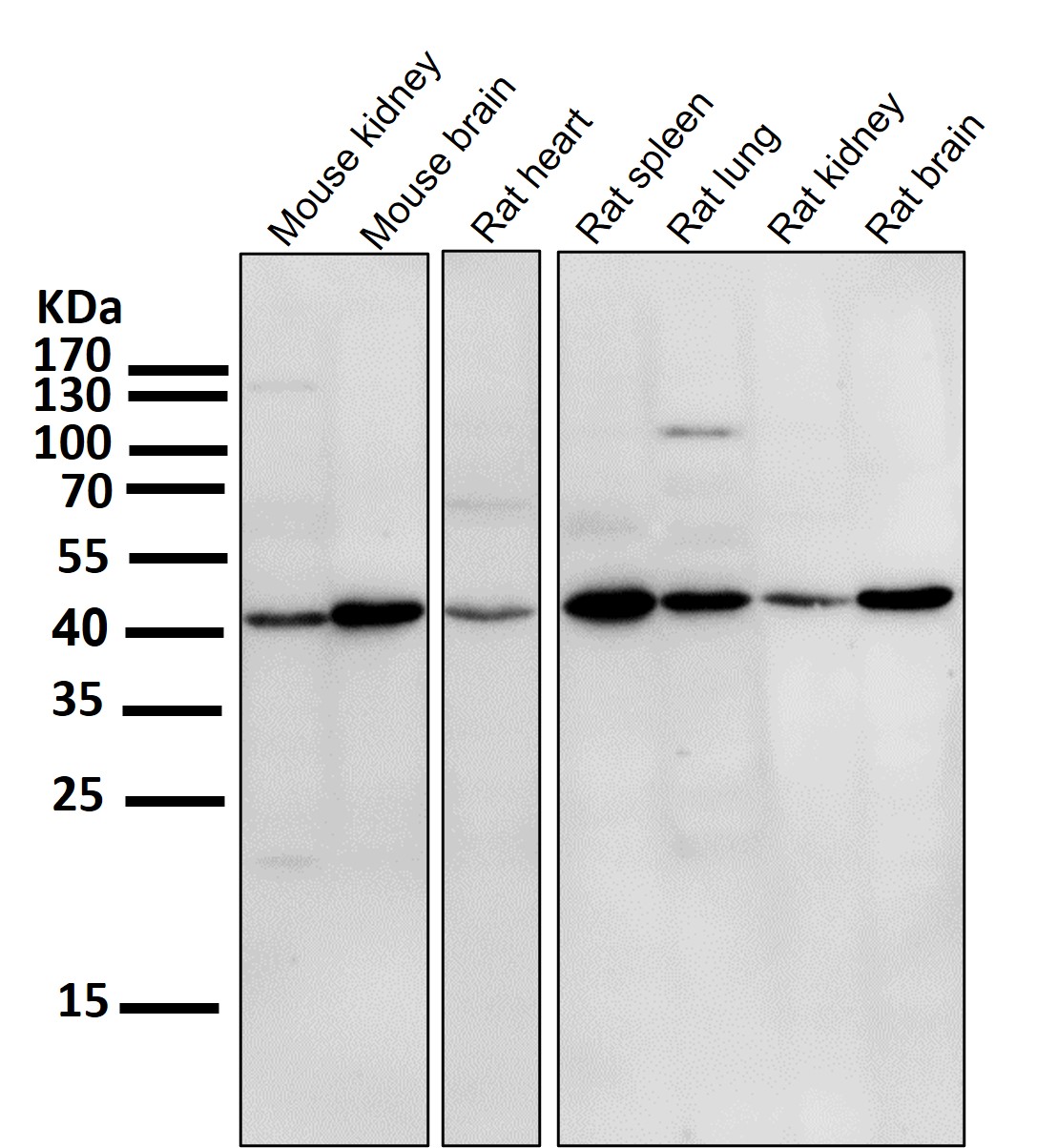 PD-L1 Antibody