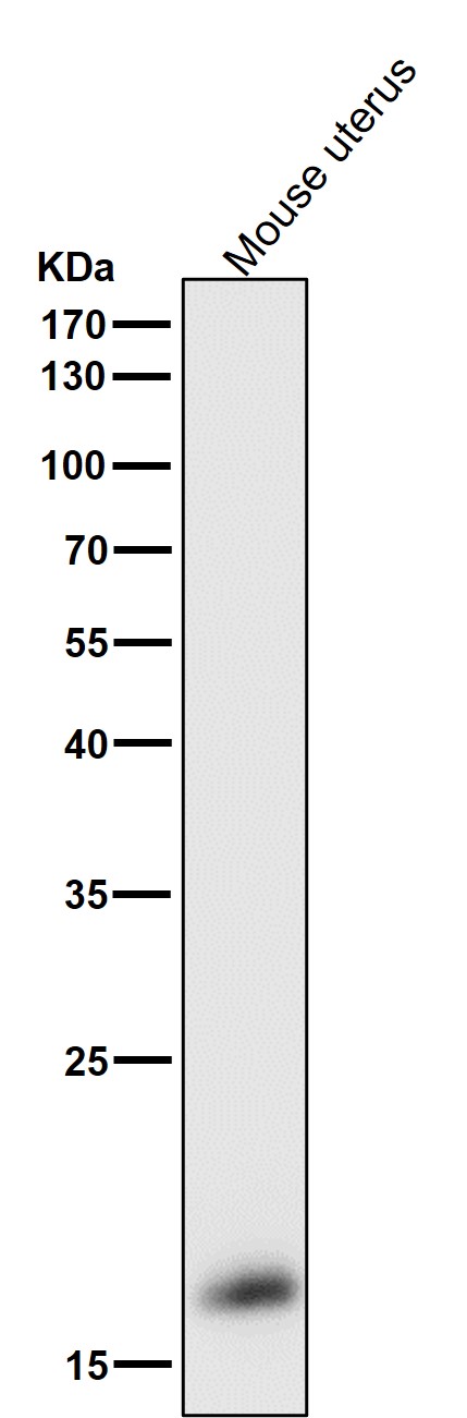 GFX4 Antibody