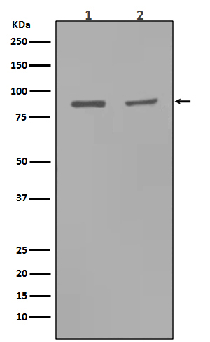 MMP9 Antibody