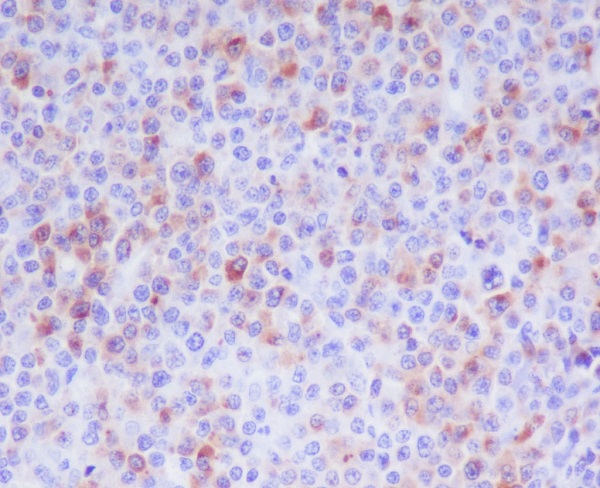 Granzyme B antibody