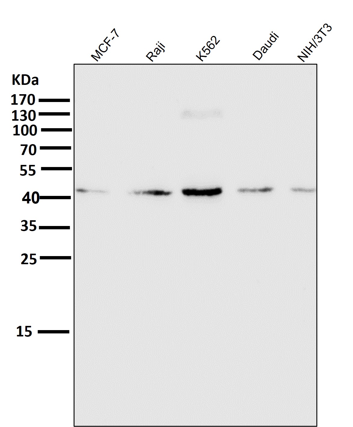 P38 Antibody