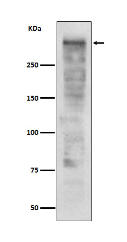 KI67 Antibody