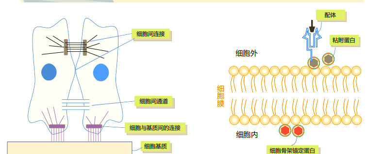 5個(gè)關(guān)鍵步驟，輕松掌握粘附實(shí)驗(yàn)技巧