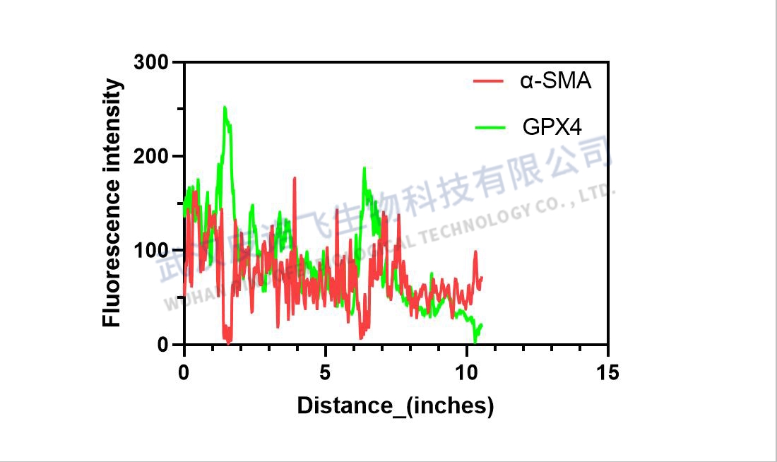 ImageJ圖像分析完全指南：從入門(mén)到精通，解鎖科研圖像處理新境界