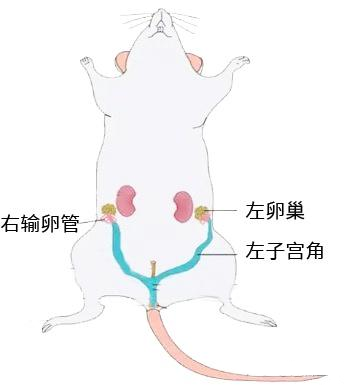 小鼠卵巢切除（OVX）骨質(zhì)疏松模型