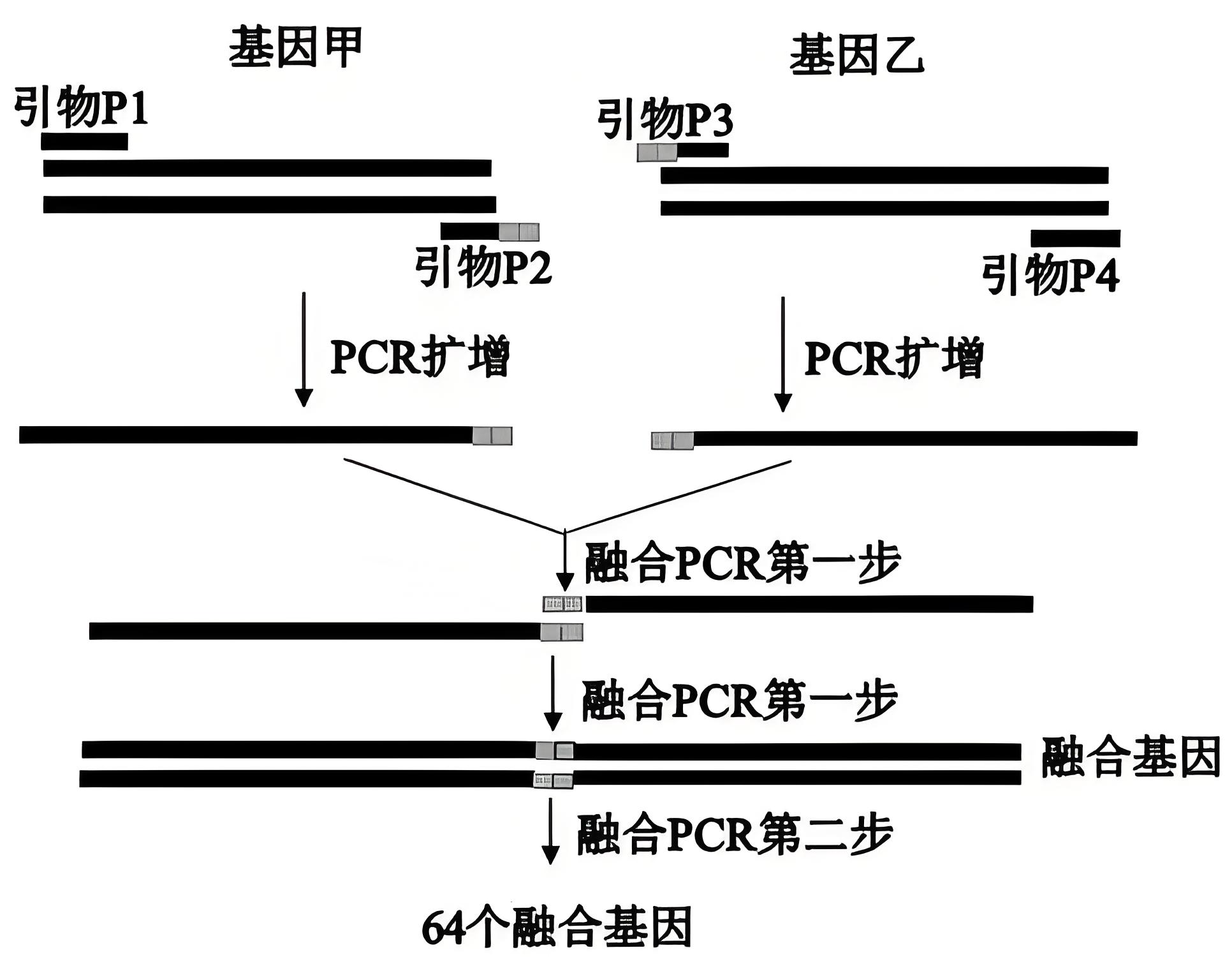 引物設(shè)計(jì)全攻略：核心原則、常用工具與操作詳解